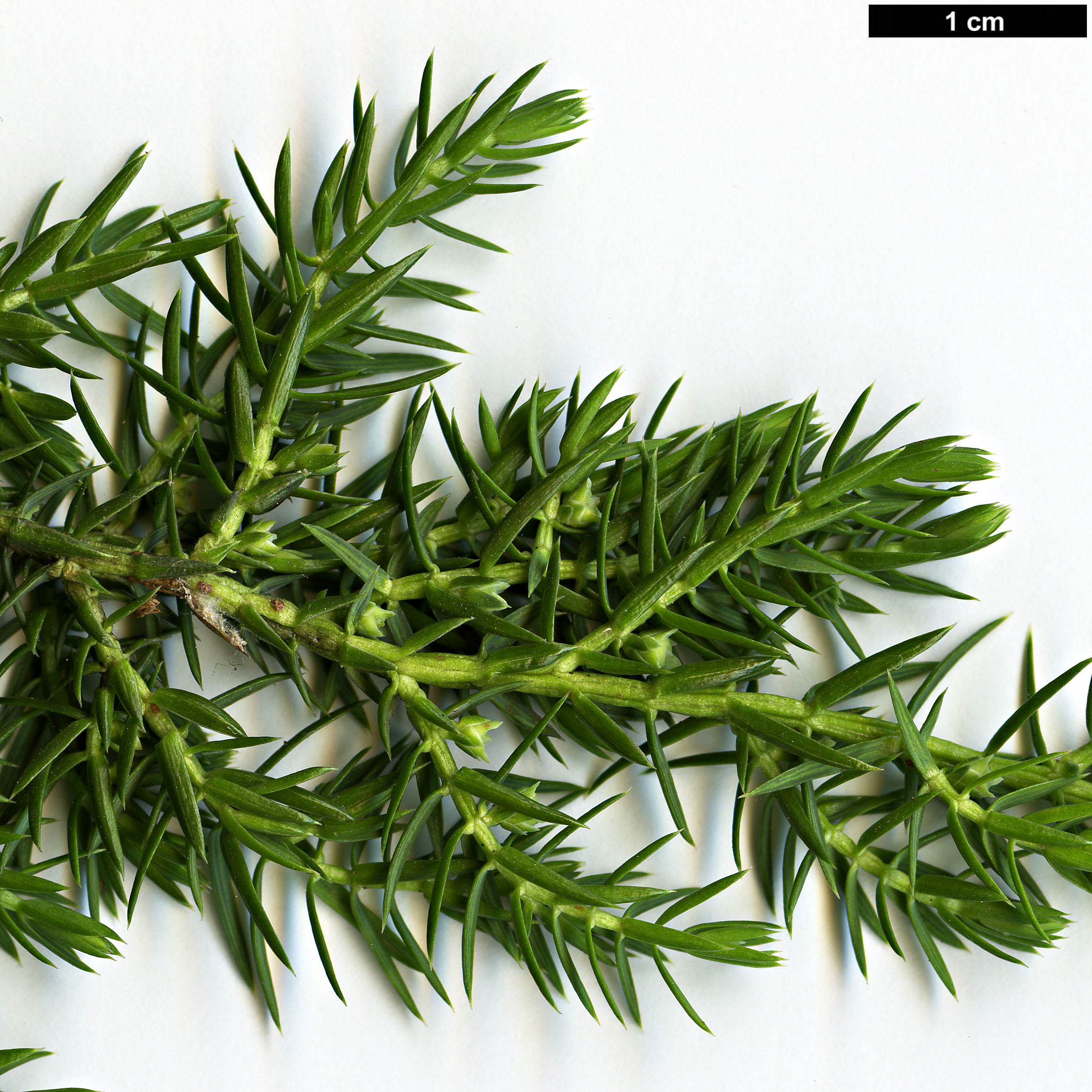 High resolution image: Family: Cupressaceae - Genus: Juniperus - Taxon: squamata - SpeciesSub: var. fargesii